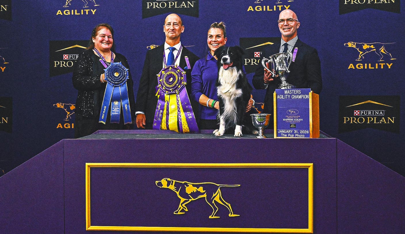 爱游戏体育官网网页登录：Prove-It 边境牧羊犬蝉联 WKC 大师敏捷锦标赛冠军
