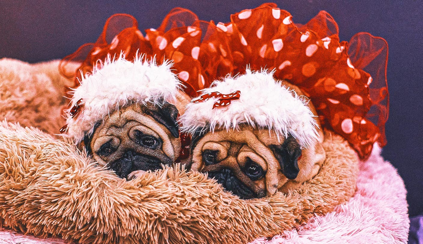爱游戏体育官网网页登录：揭秘威斯敏斯特犬展上那些让人绕口的奇葩名字